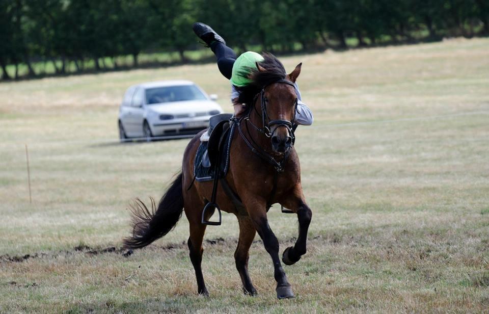 New Forest | Luxie - mammut <3 billede 2