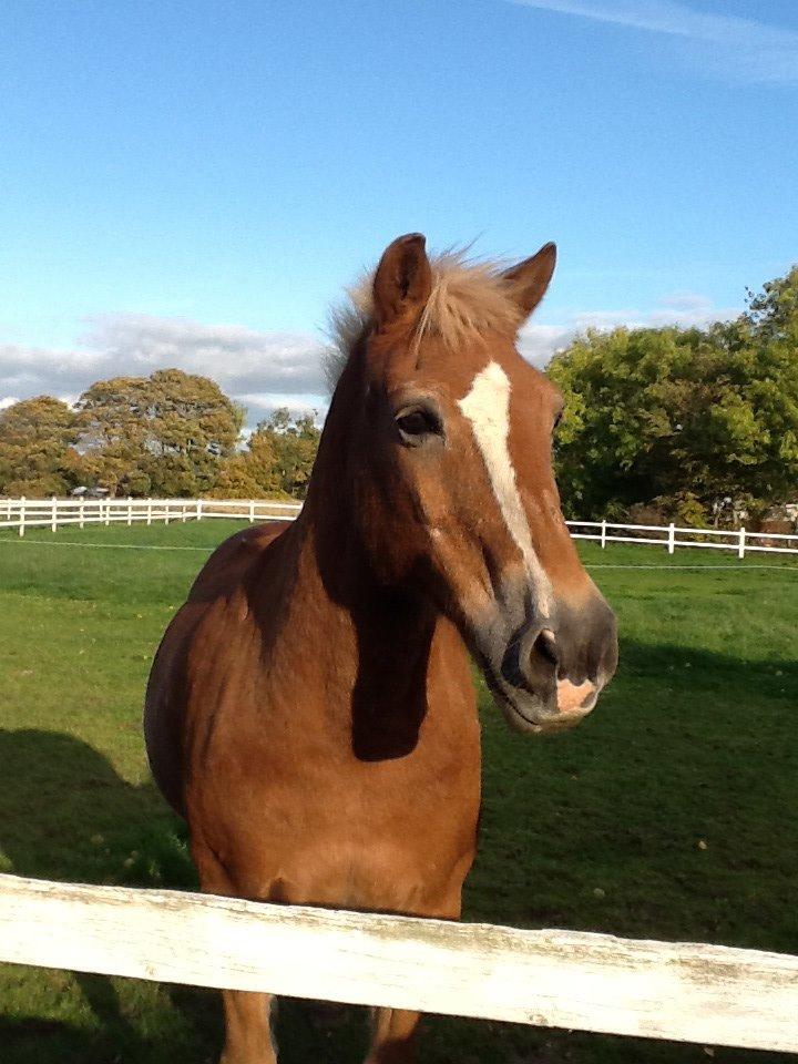 Haflinger Lukas (passer) - Dejligste Lukas<3 billede 1