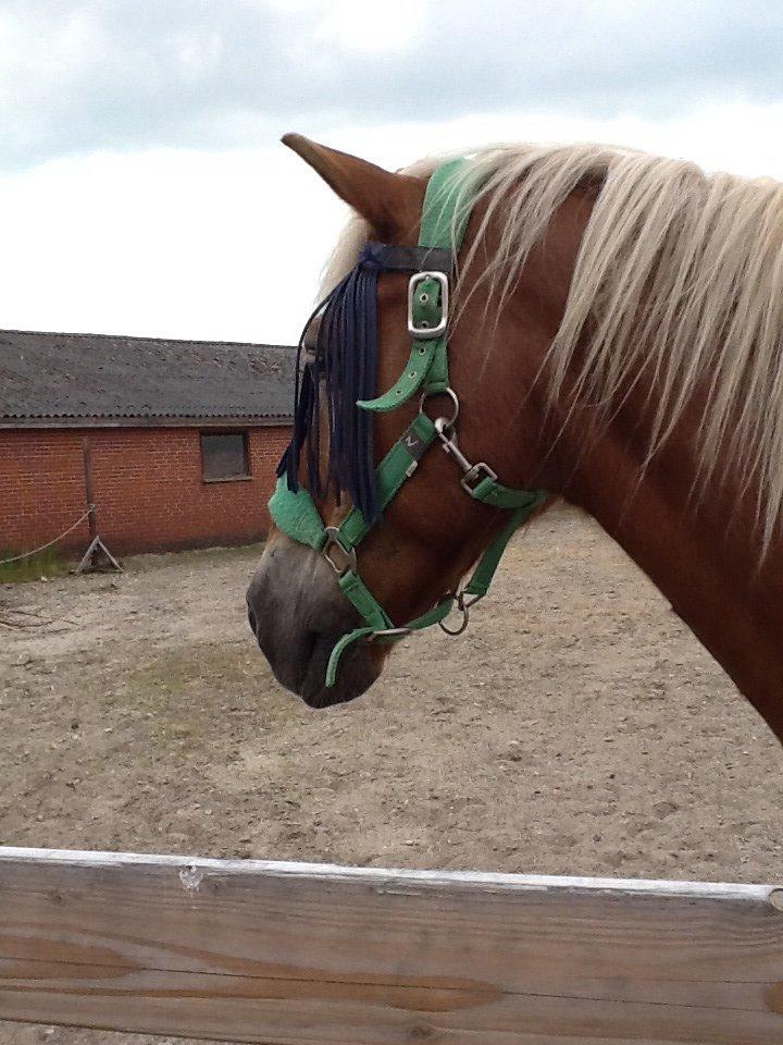 Haflinger Lukas (passer) billede 3