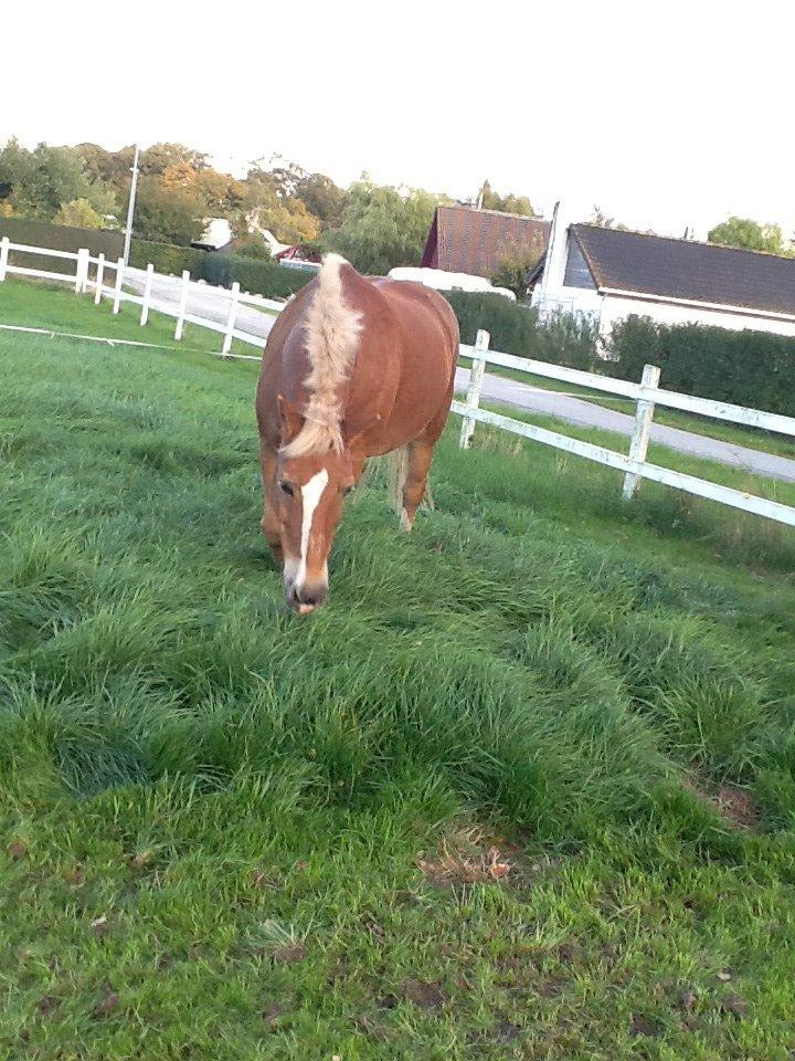 Haflinger Lukas (passer) billede 4