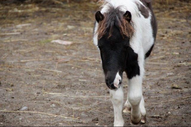 Miniature Kastaniehøjs Theodor billede 10