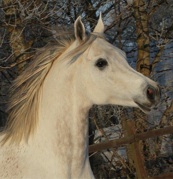 Arabisk fuldblod (OX) Zahkir billede 5