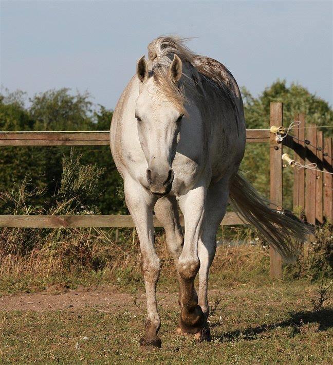 Arabisk fuldblod (OX) Zahkir billede 7