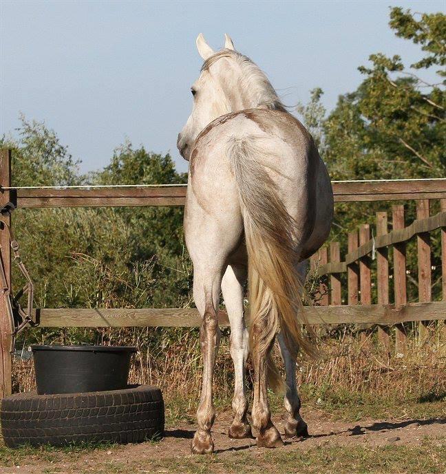 Arabisk fuldblod (OX) Zahkir billede 8