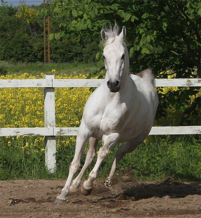 Arabisk fuldblod (OX) Zahkir billede 9