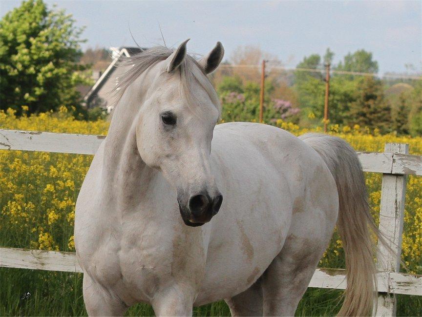 Arabisk fuldblod (OX) Zahkir billede 10