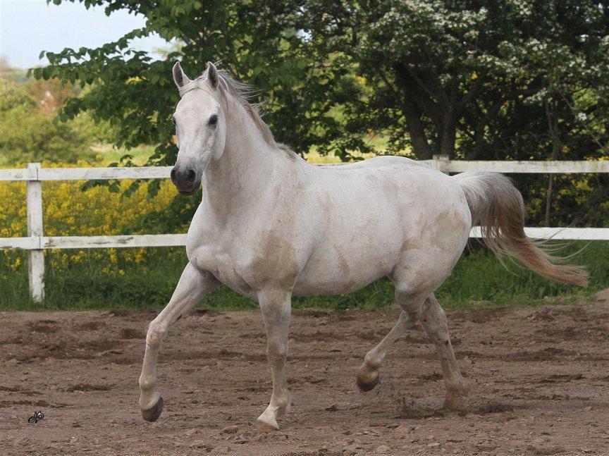 Arabisk fuldblod (OX) Zahkir billede 11