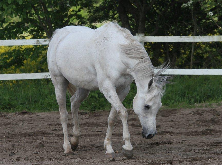 Arabisk fuldblod (OX) Zahkir billede 12