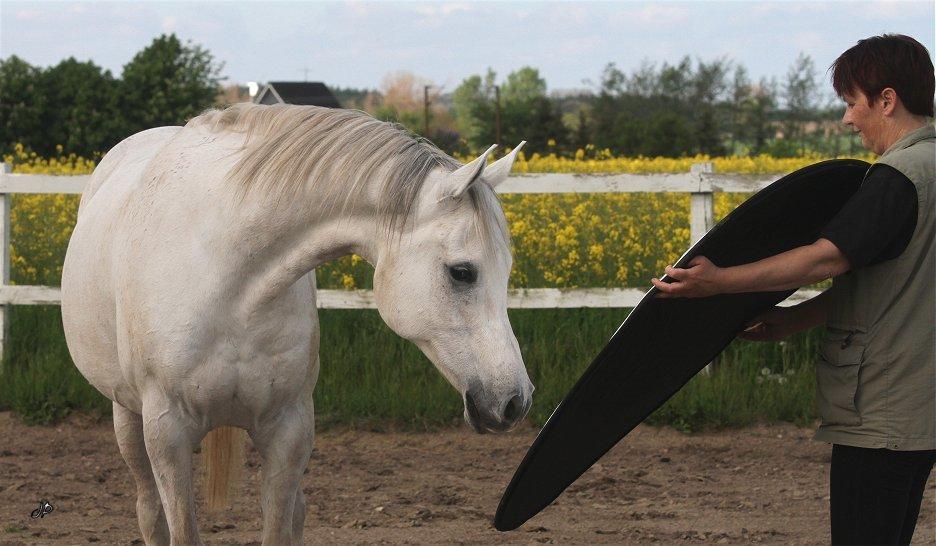 Arabisk fuldblod (OX) Zahkir billede 13