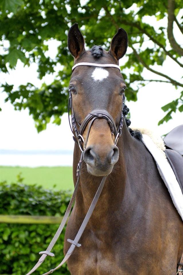 Dansk Varmblod Wolhøjgaards Kanzo - Billede fra tidligere ejer billede 5