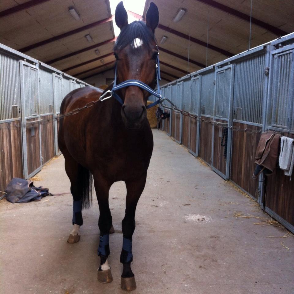 Dansk Varmblod Wolhøjgaards Kanzo billede 12