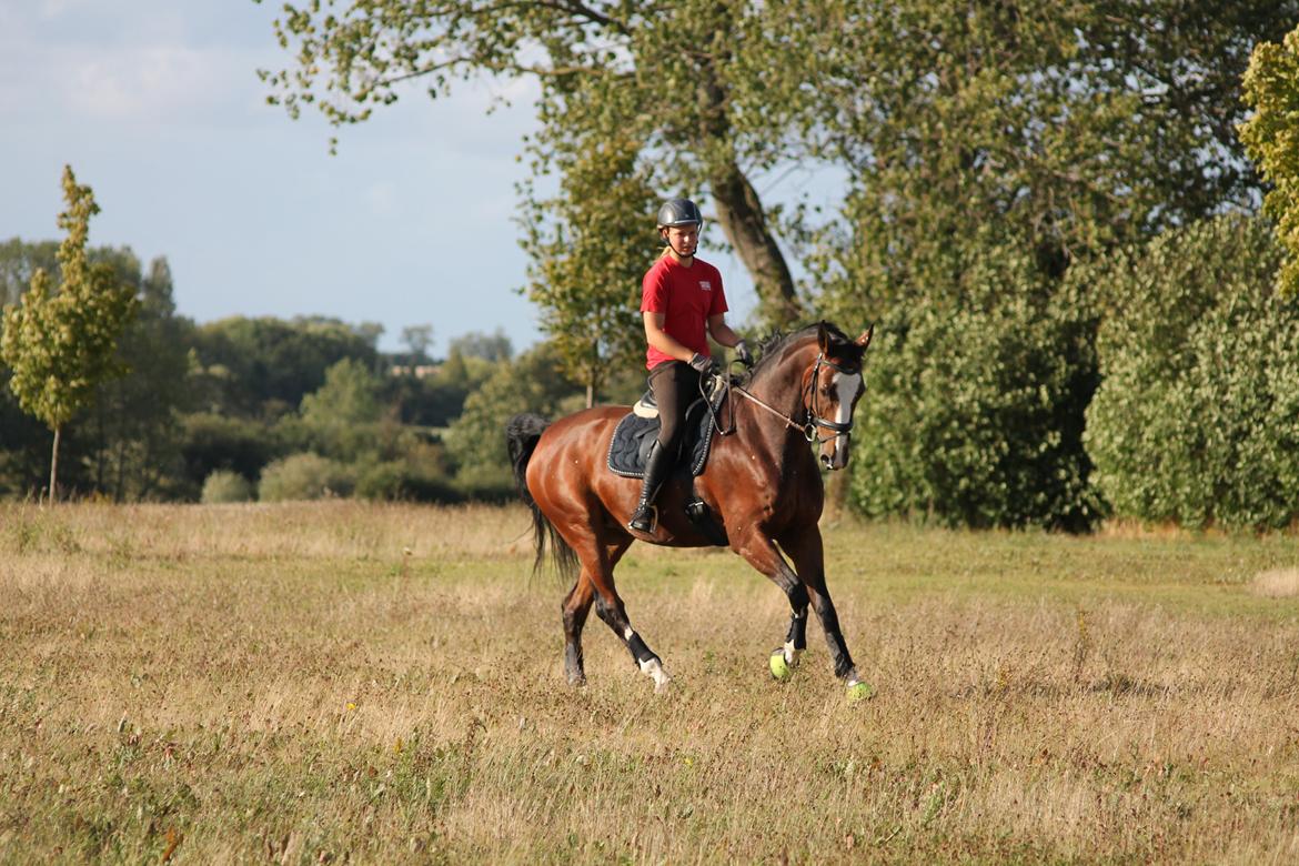 Anden særlig race Atletica - August 2014, hjemme, her rider Katarina min lillesøster :) Sadlen er lånt af en veninde :) billede 4