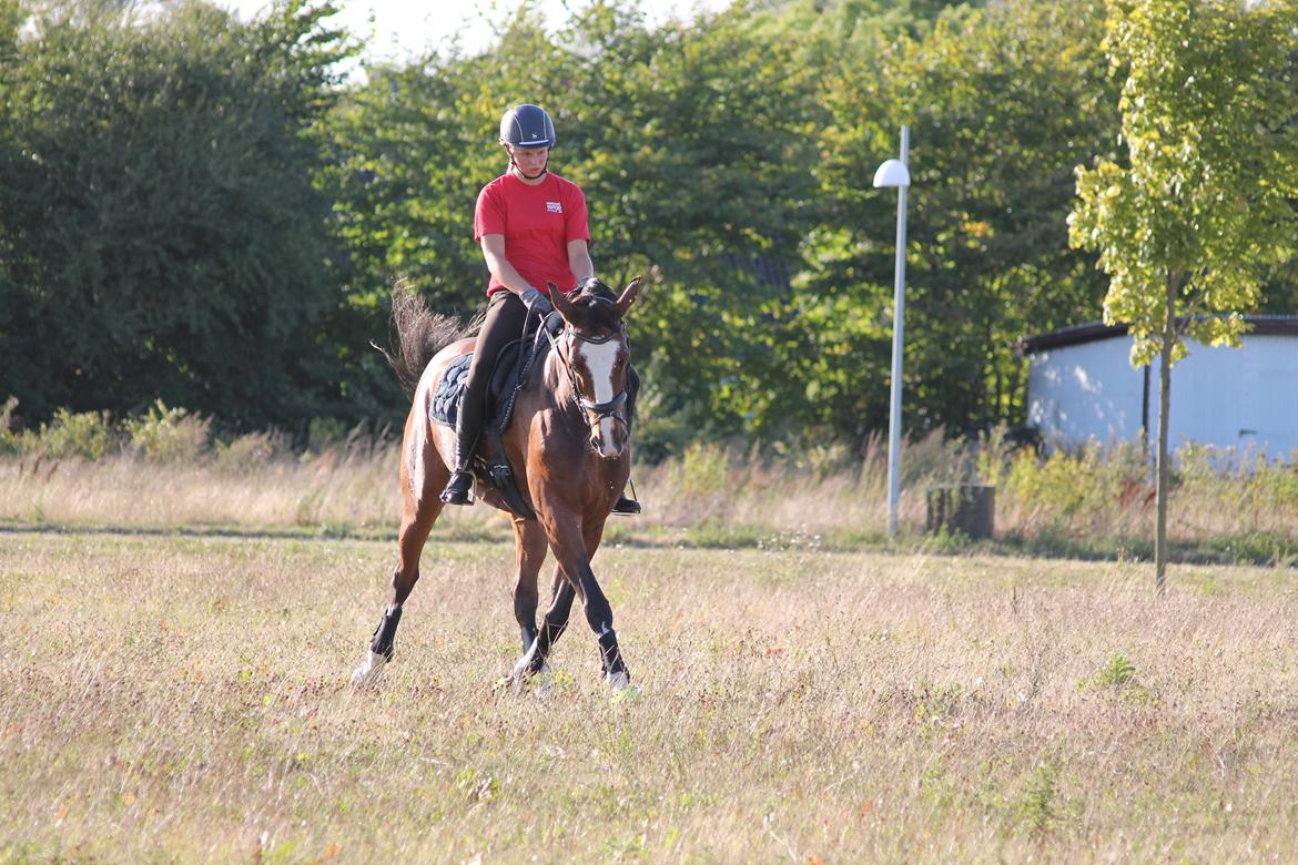 Anden særlig race Atletica - August 2014, hjemme, her rider Katarina min lillesøster :) billede 6