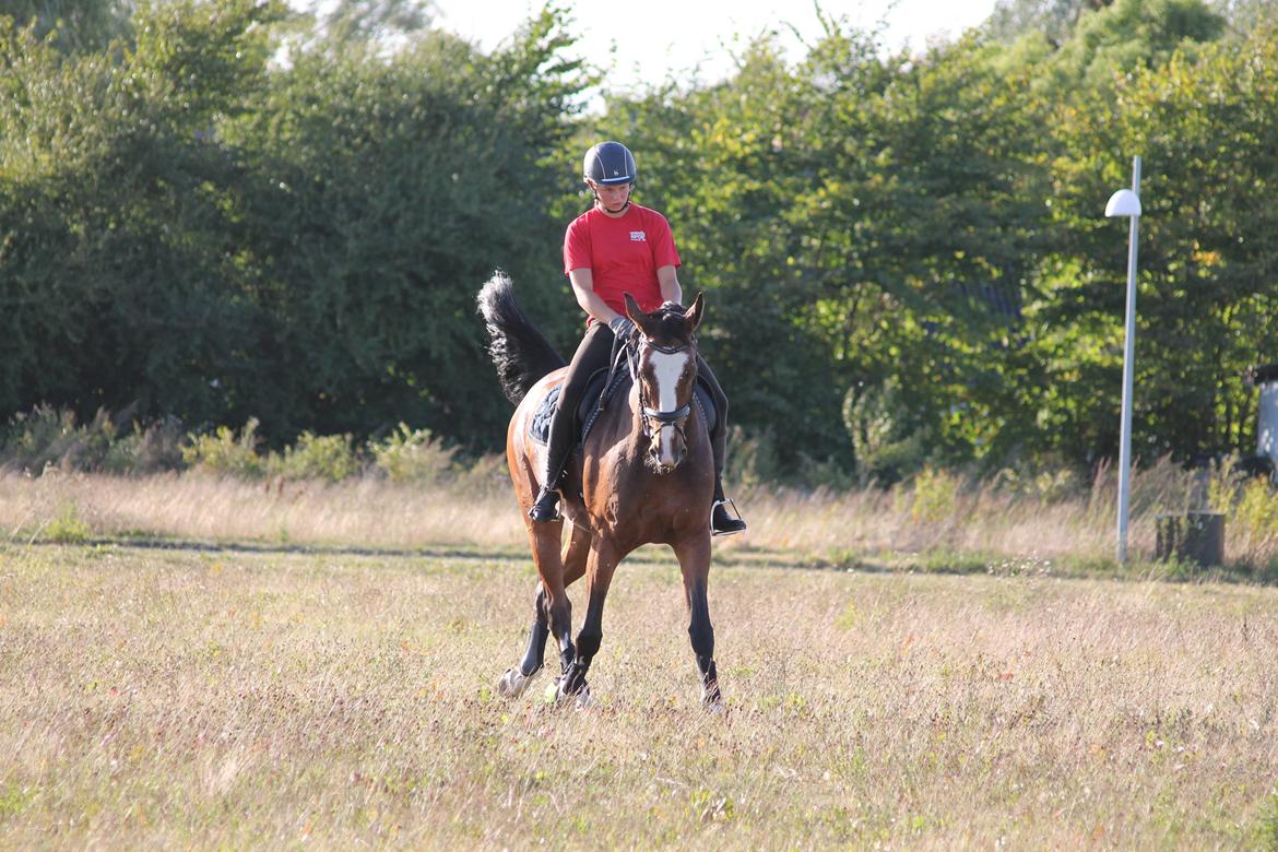 Anden særlig race Atletica - August 2014, hjemme, her rider Katarina min lillesøster :) billede 5