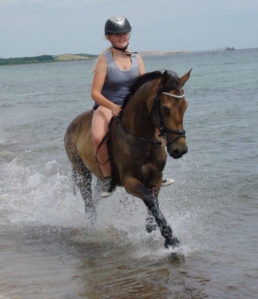 DSP Zorba billede 17