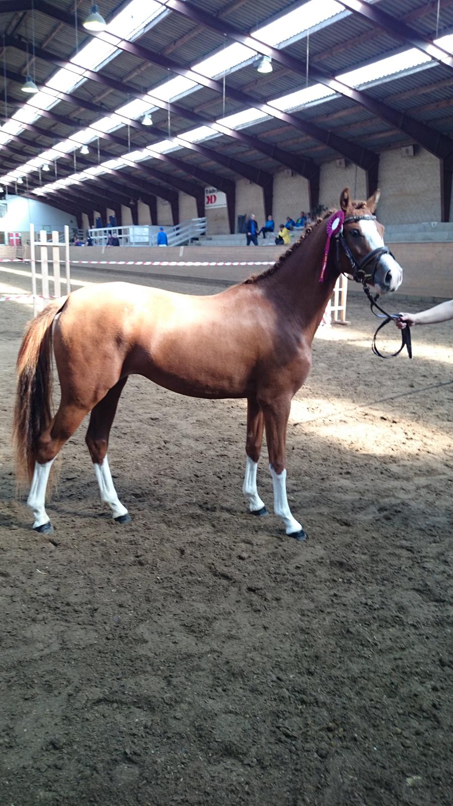 Welsh Partbred (Sec F) Struntze's Wanna' Play R.I.P - Eliteskue 2014 - 2 års Finalen - billede 6