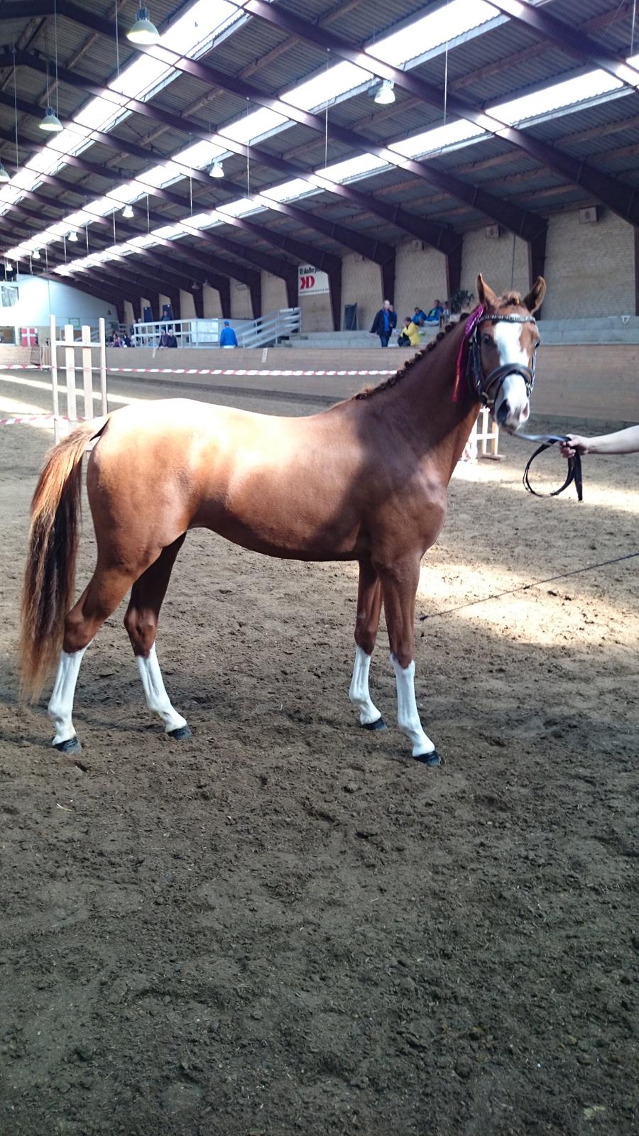 Welsh Partbred (Sec F) Struntze's Wanna' Play R.I.P - Eliteskue 2014 - 2 års Finalen - billede 5