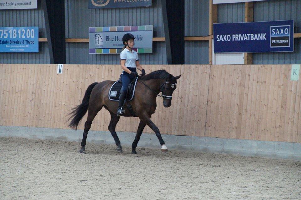 Dansk Varmblod Caruso - Trejde gang jeg rider ham <3 billede 2