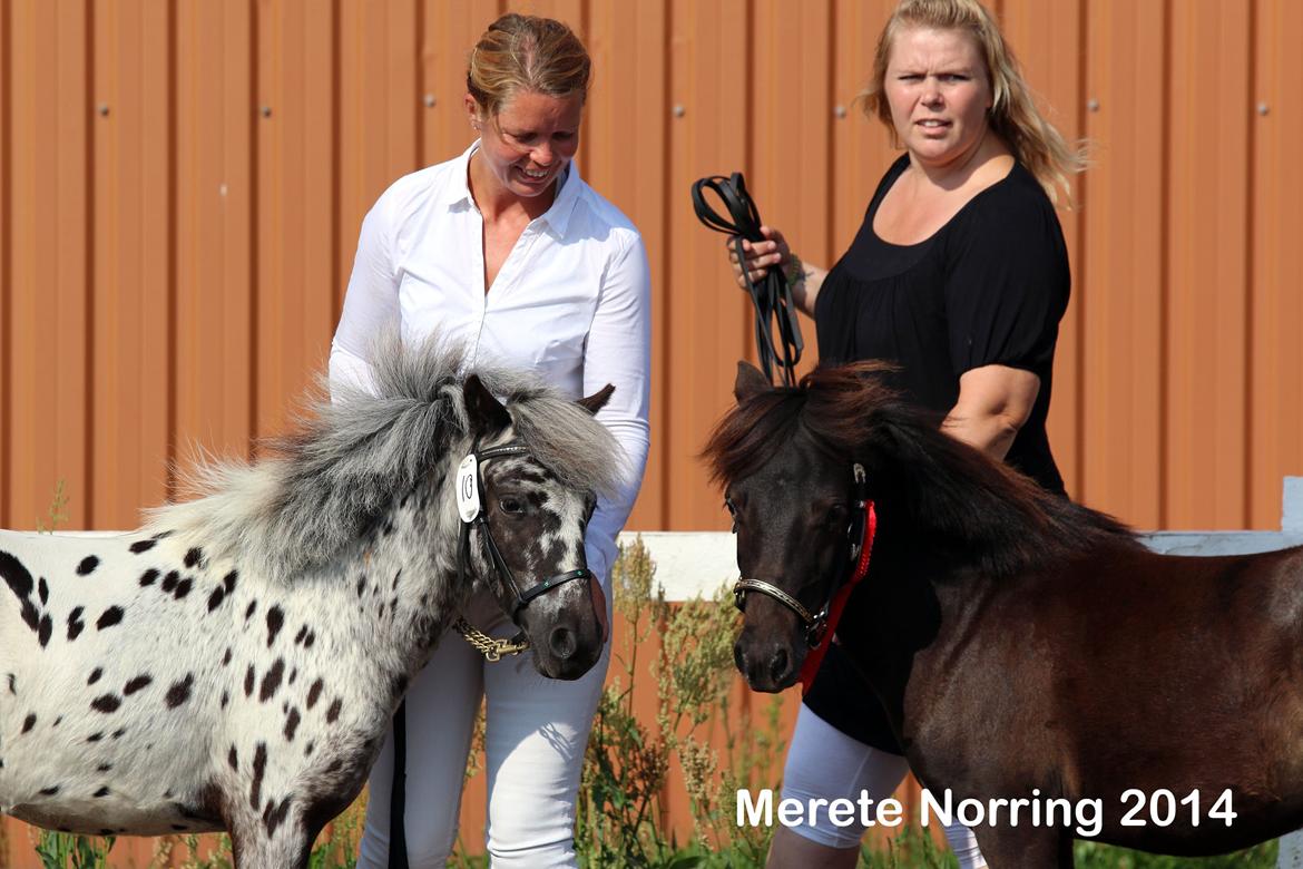 Knabstrupper Noran v.d.Woeste Hoeve billede 5