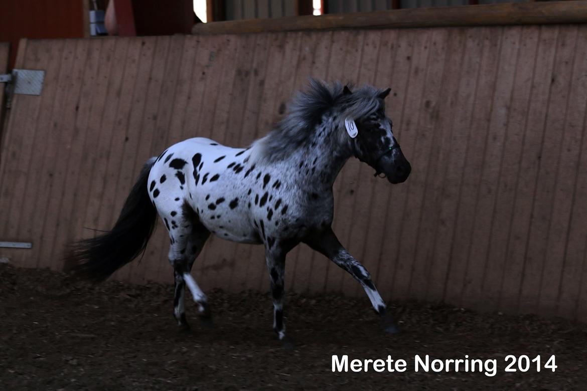 Knabstrupper Noran v.d.Woeste Hoeve billede 6