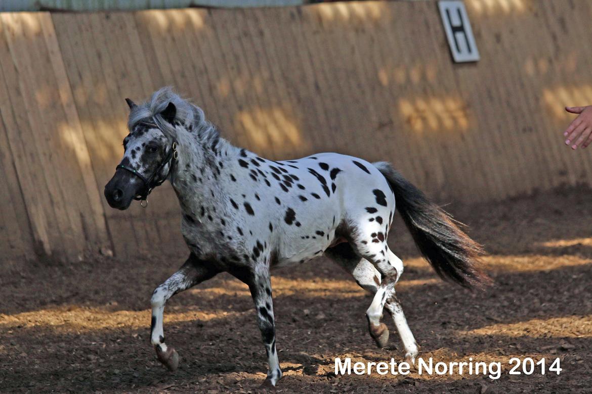 Knabstrupper Noran v.d.Woeste Hoeve billede 7