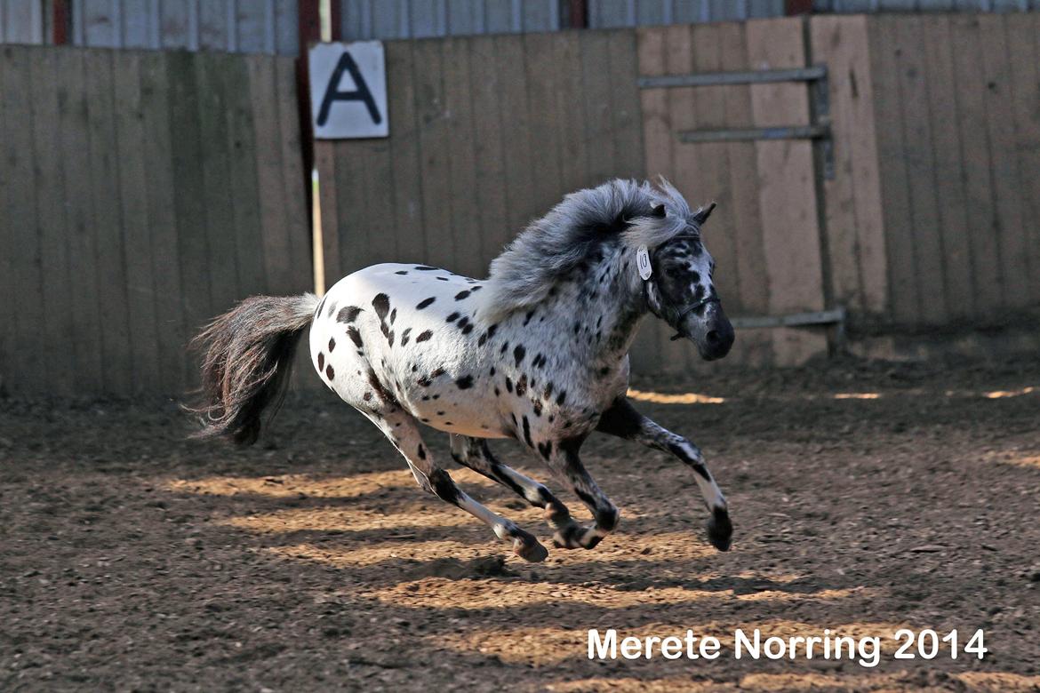 Knabstrupper Noran v.d.Woeste Hoeve billede 8