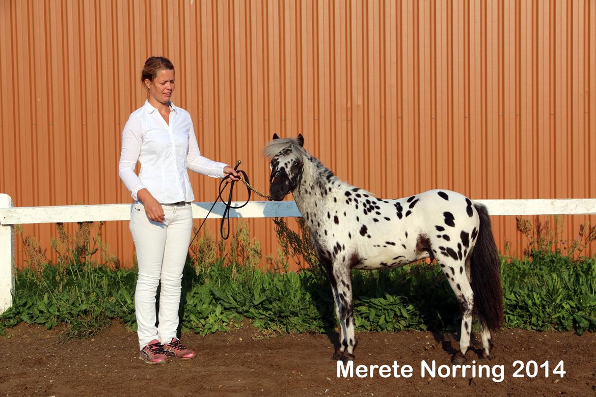 Knabstrupper Noran v.d.Woeste Hoeve billede 9