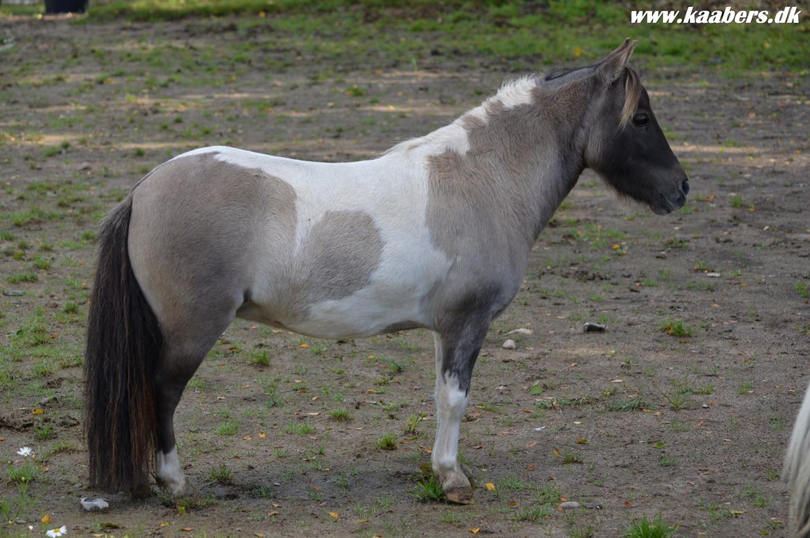 Miniature NKG's Miss Savannah by Comanche billede 16