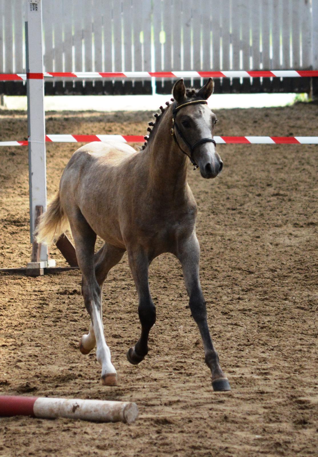 DSP Lykkebo Duncan - 01.08.14 Følskue  billede 17