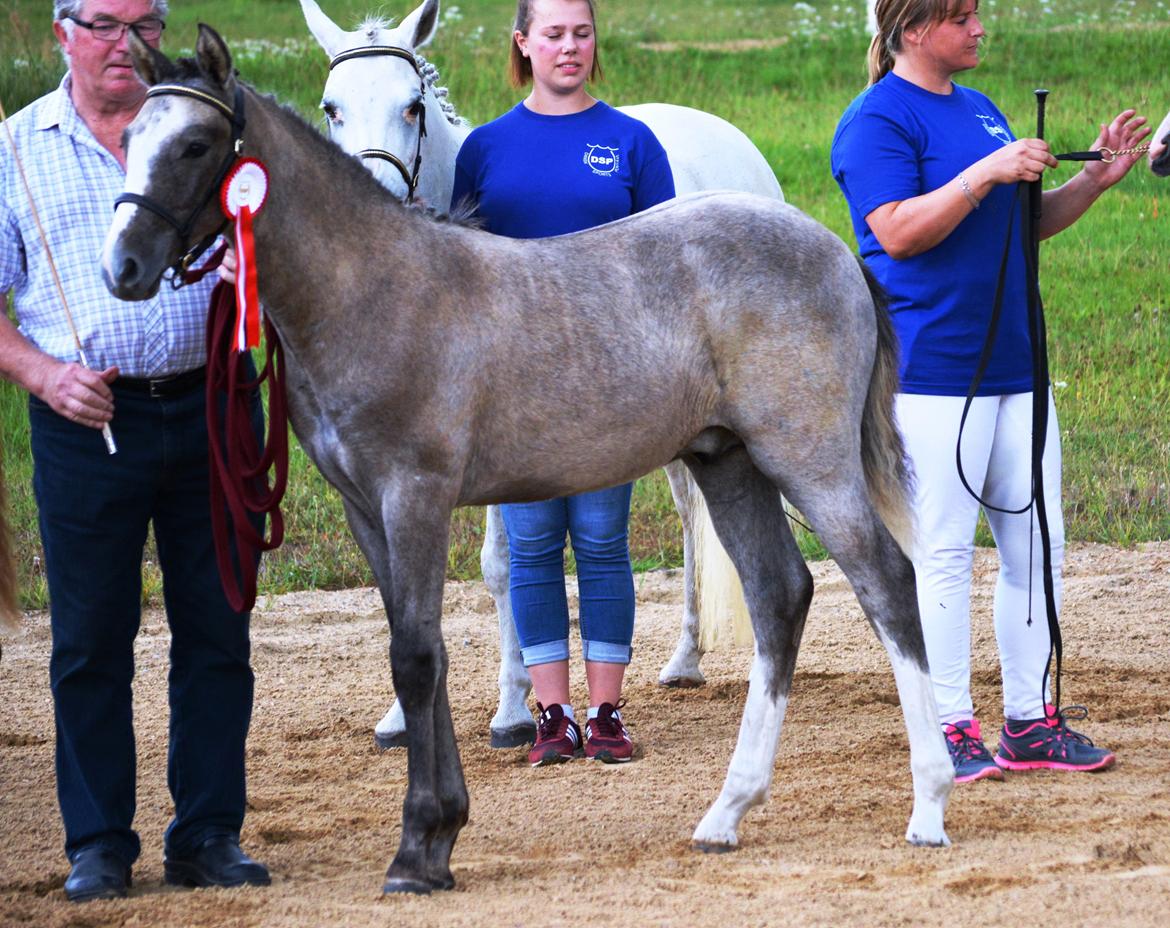DSP Lykkebo Duncan - 01.08.14 Følskue  billede 18