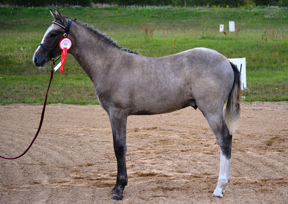 DSP Lykkebo Duncan - 01.08.14 Følskue  billede 19