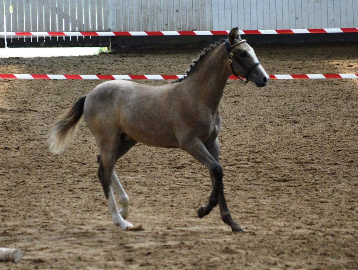 DSP Lykkebo Duncan - 01.08.14 Følskue  billede 16