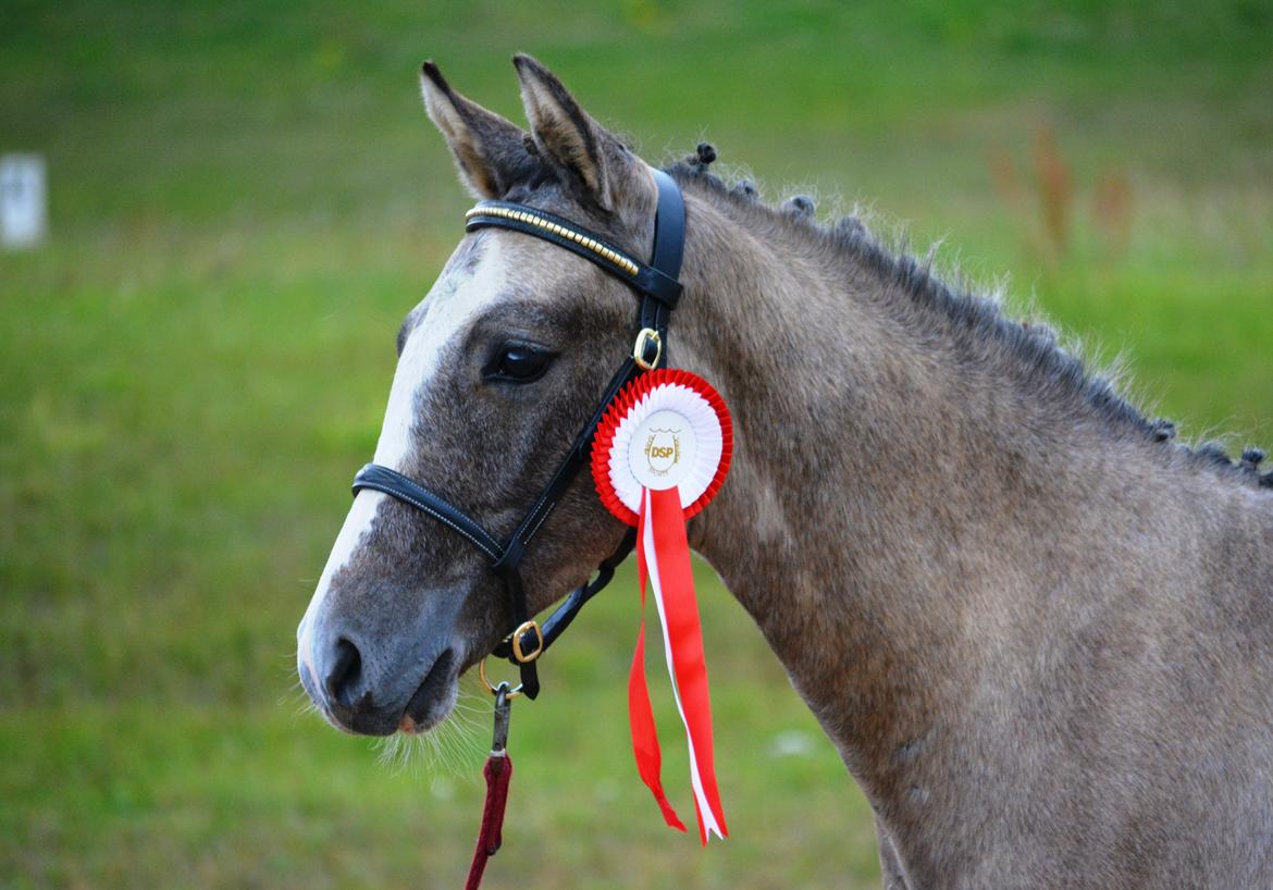 DSP Lykkebo Duncan - 01.08.14 Følskue  billede 20