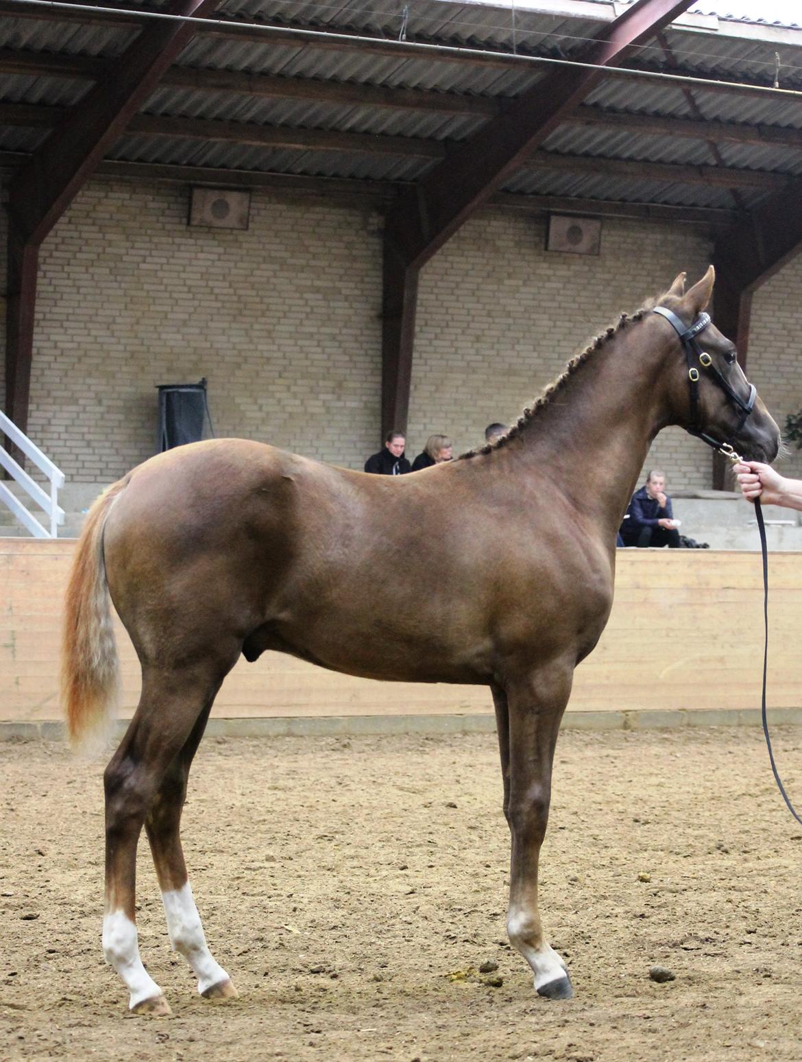 DSP Lykkebo Double Up billede 21