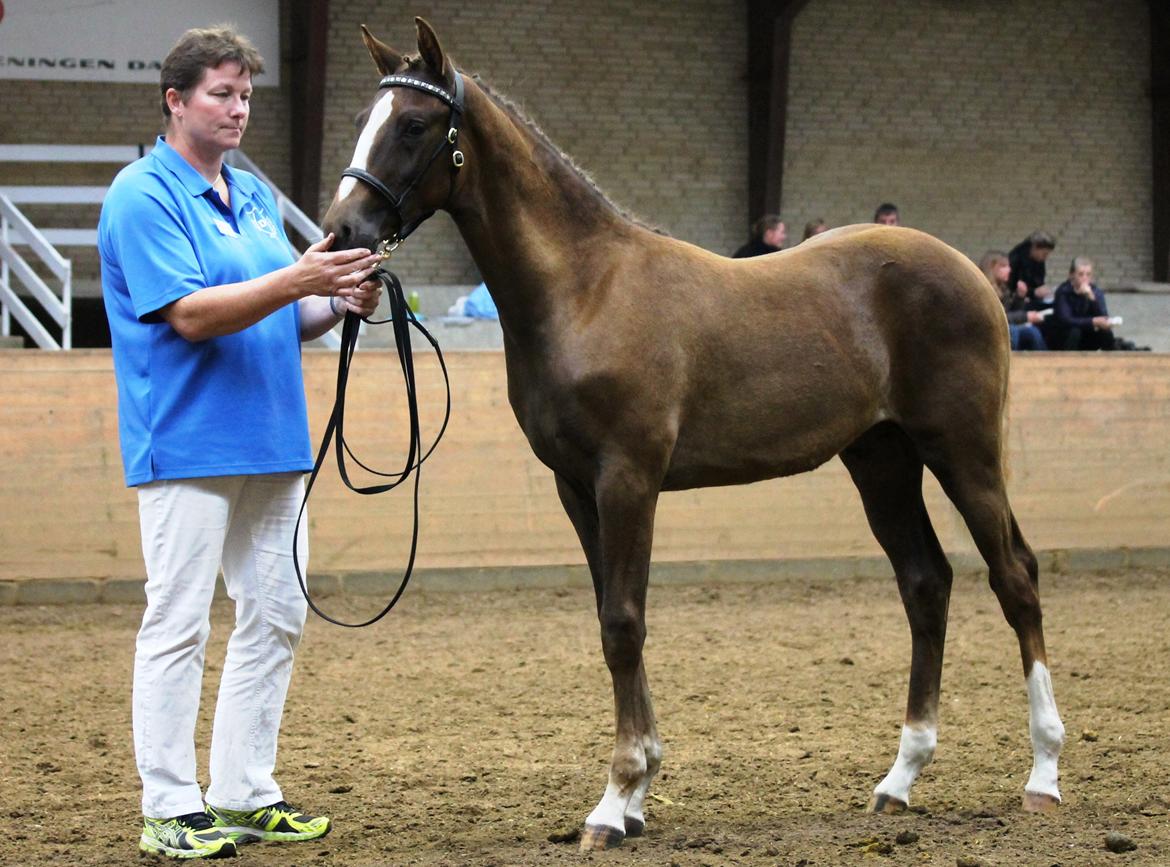 DSP Lykkebo Double Up billede 23