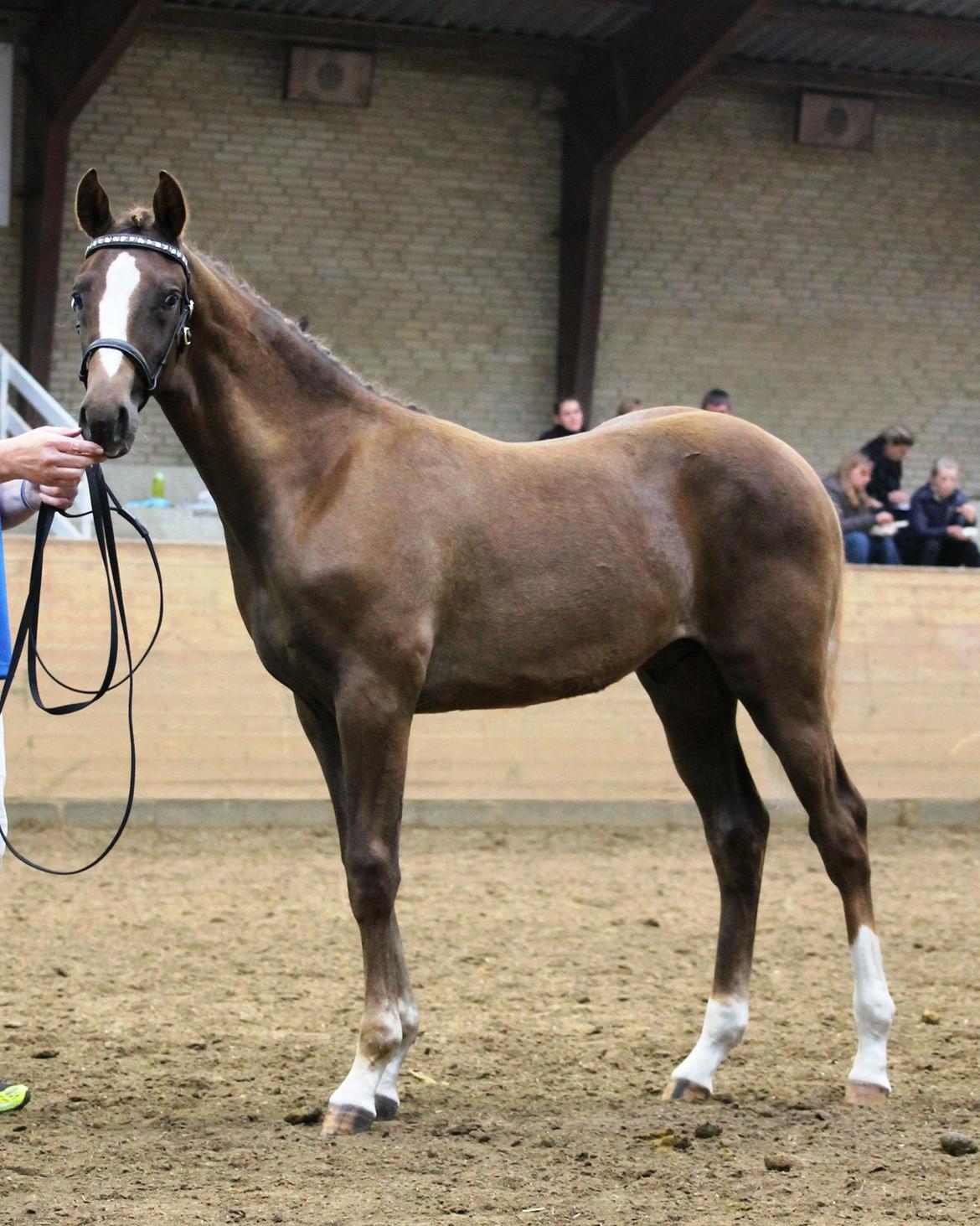 DSP Lykkebo Double Up billede 22