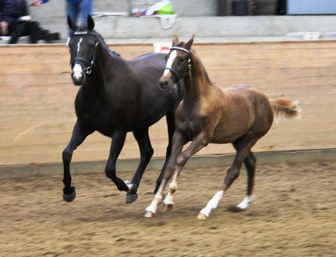 DSP Lykkebo Double Up billede 25