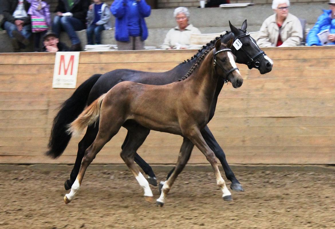 DSP Lykkebo Double Up billede 26