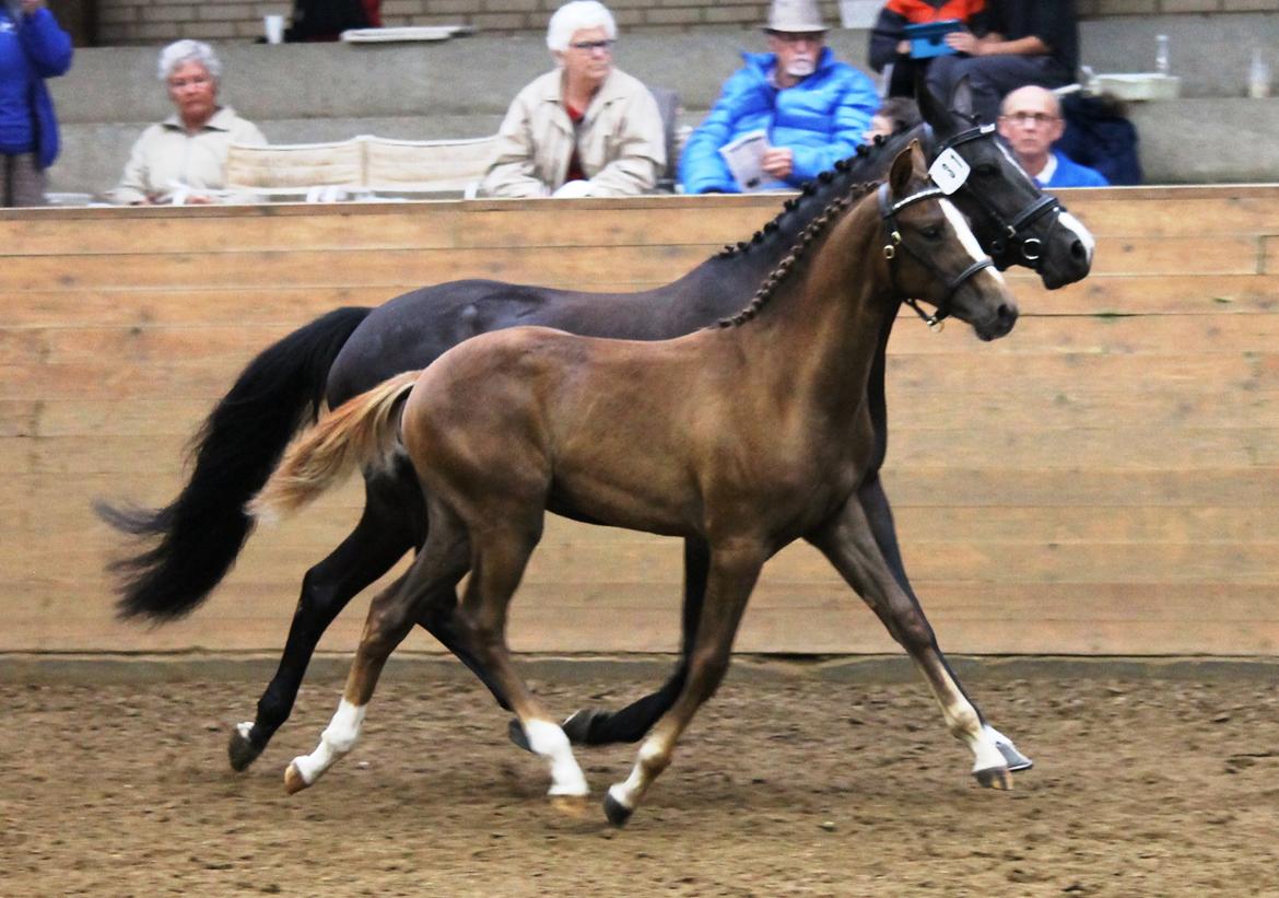 DSP Lykkebo Double Up billede 27