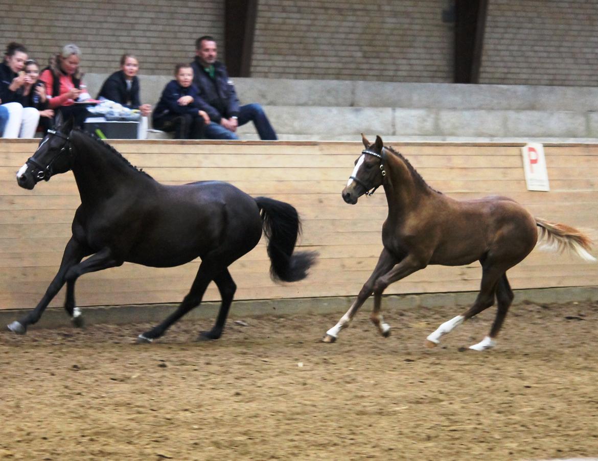 DSP Lykkebo Double Up billede 28