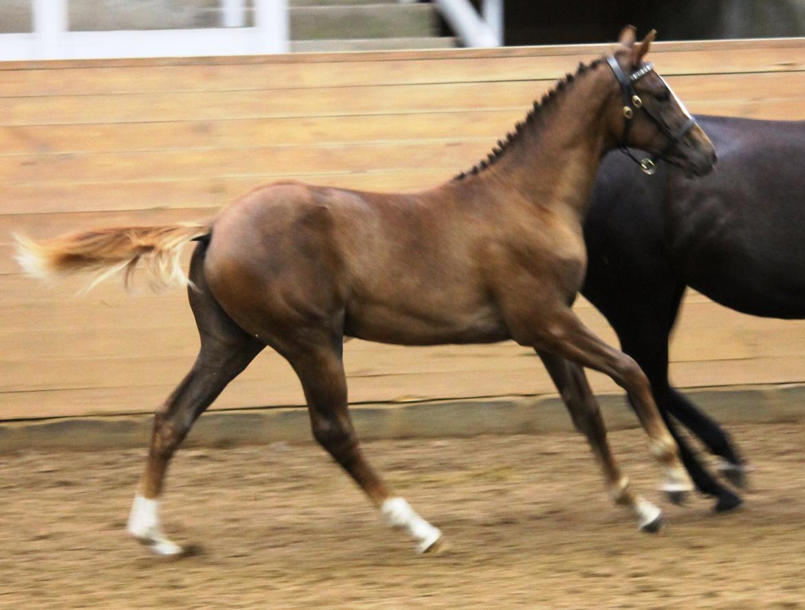 DSP Lykkebo Double Up billede 29