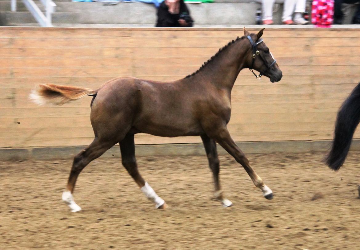 DSP Lykkebo Double Up billede 24