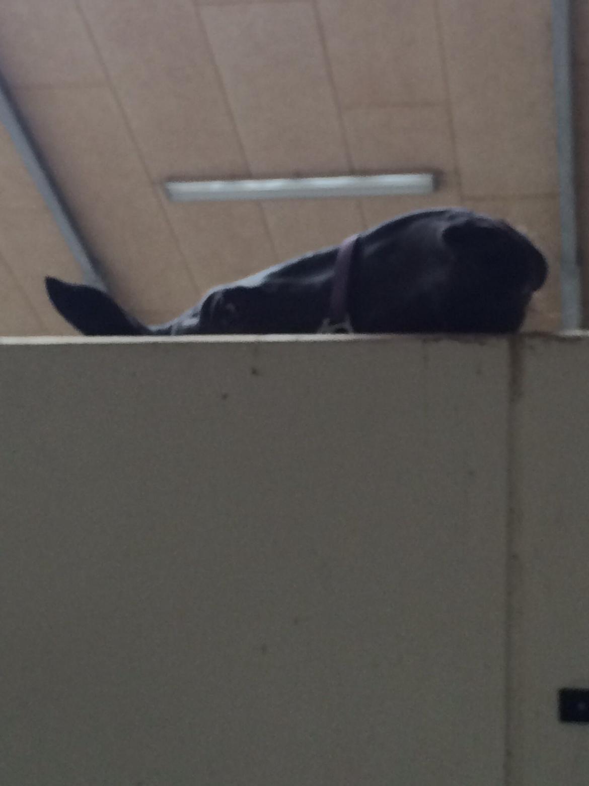 Oldenborg Ikaros billede 18