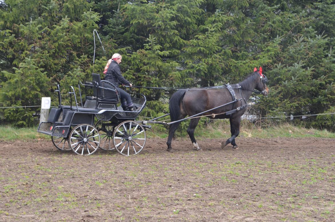 Anden særlig race Musse billede 15