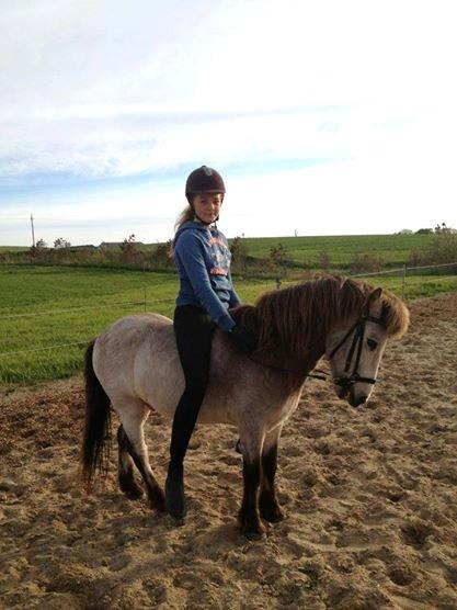 Anden særlig race Buller <33 billede 2