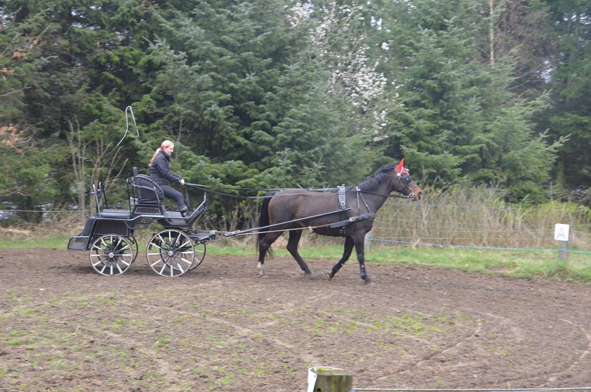 Anden særlig race Musse billede 16