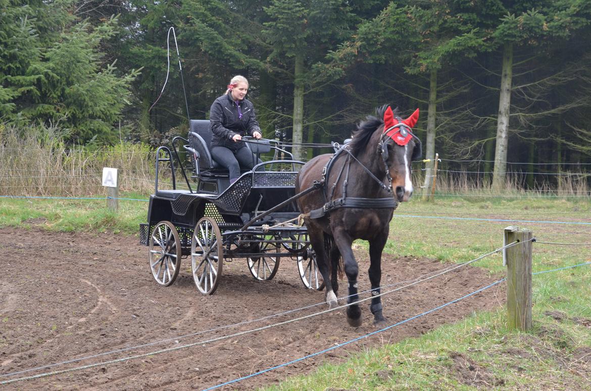 Anden særlig race Musse billede 17