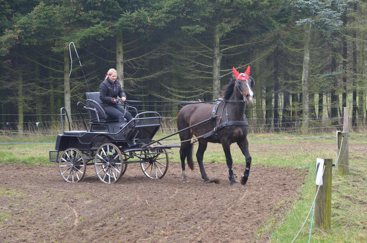 Anden særlig race Musse billede 18