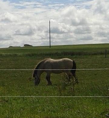 Anden særlig race Buller <33 billede 6