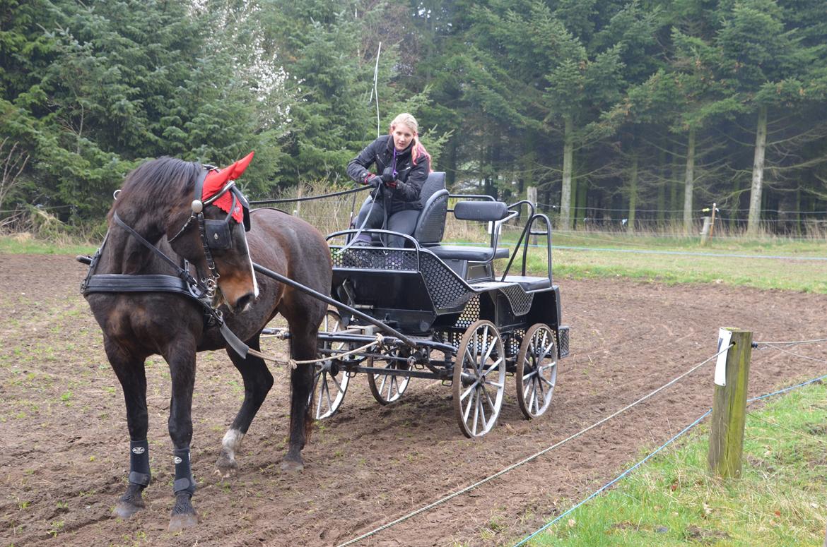Anden særlig race Musse billede 19